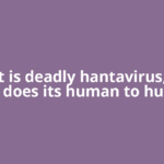 What is deadly hantavirus, and how does its human to human