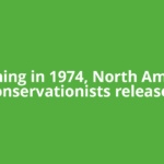 Beginning in 1974, North American conservationists released
