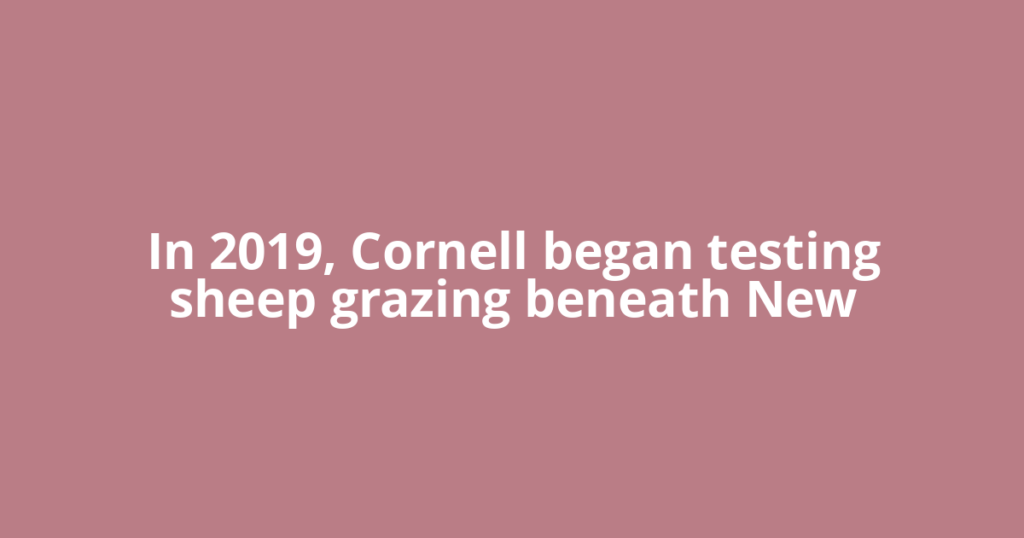 In 2019, Cornell began testing sheep grazing beneath New