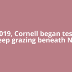 In 2019, Cornell began testing sheep grazing beneath New