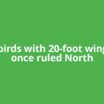 Giant birds with 20-foot wingspans once ruled North